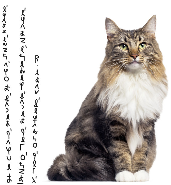 Siari Cat